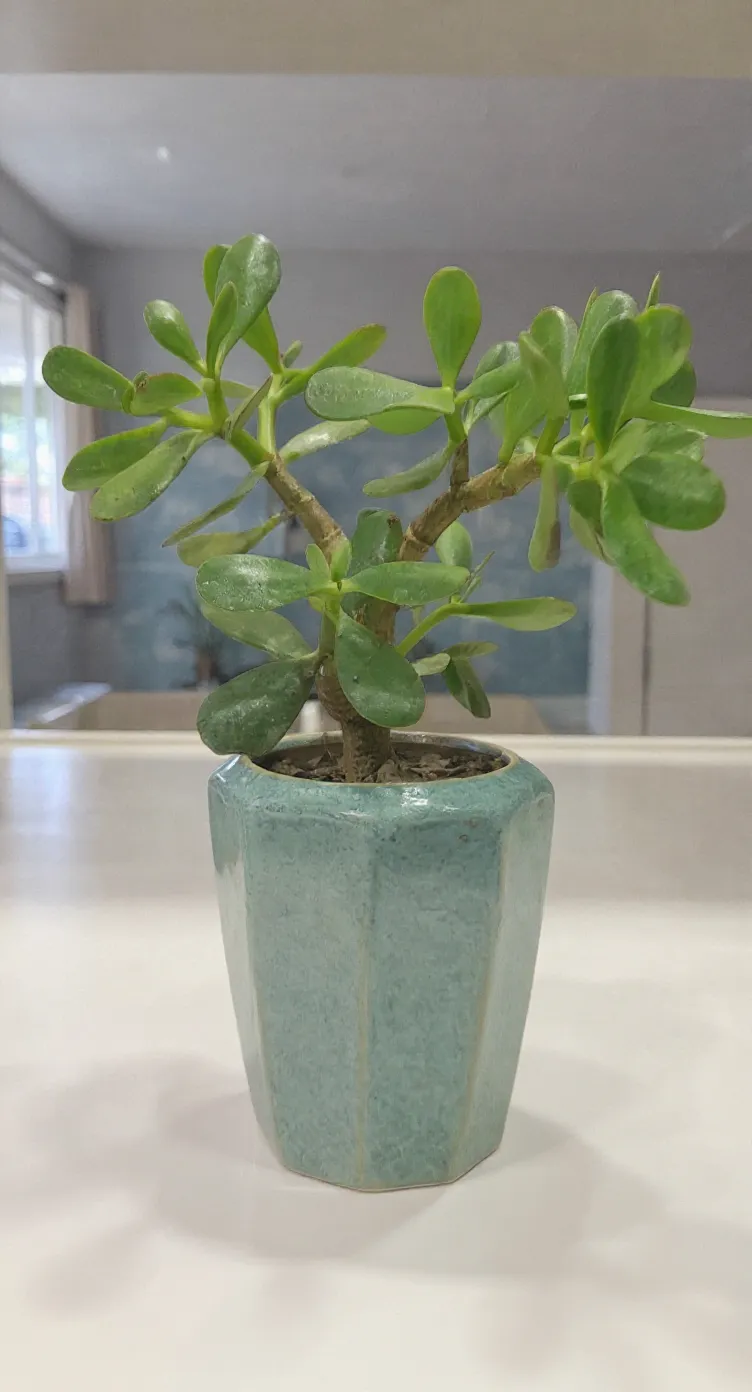 Jade Plant (Crassula Ovata)