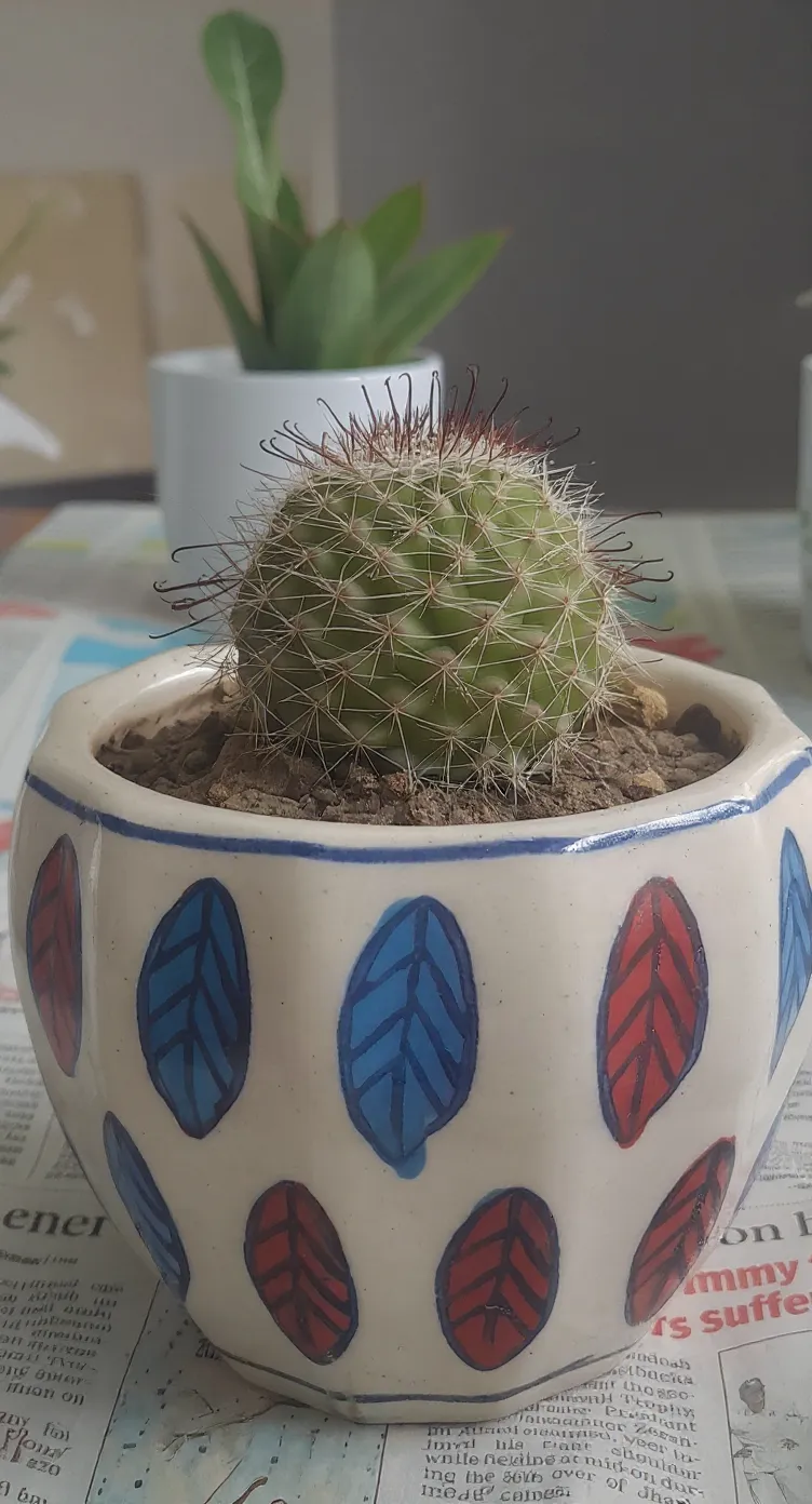 Cactus~Mammillaria Bombicina