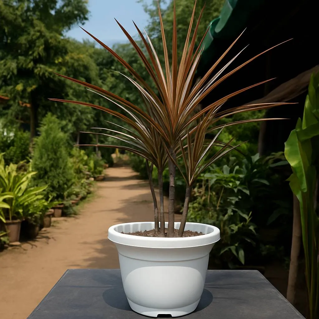 Red Cordyline Plant