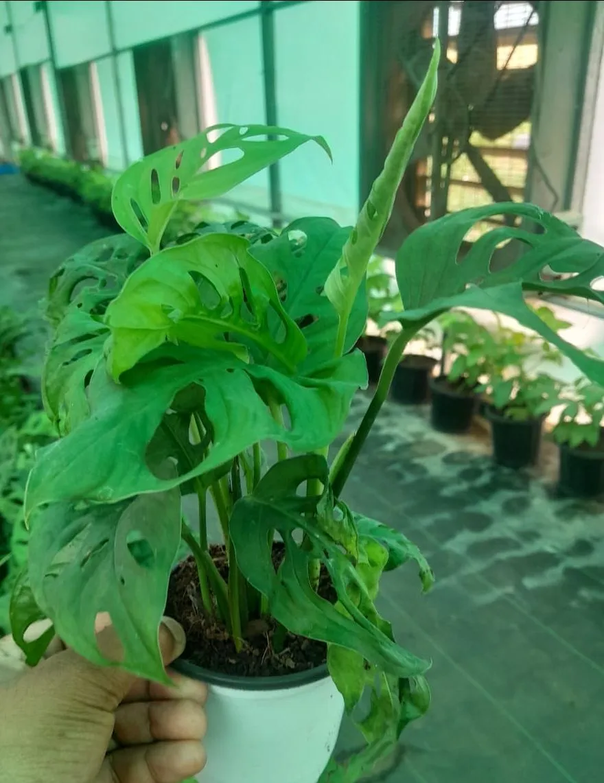 Monstera Adansonii