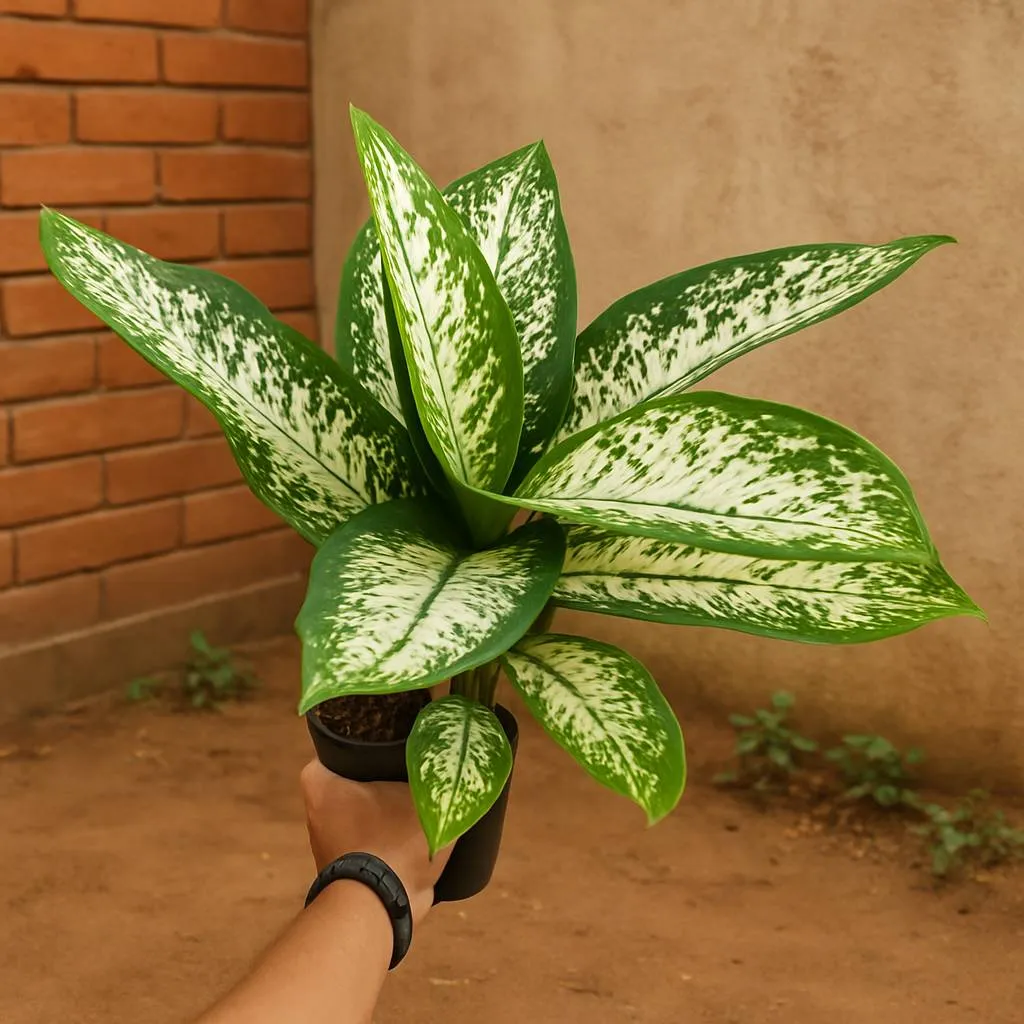 Aglaonema Silver