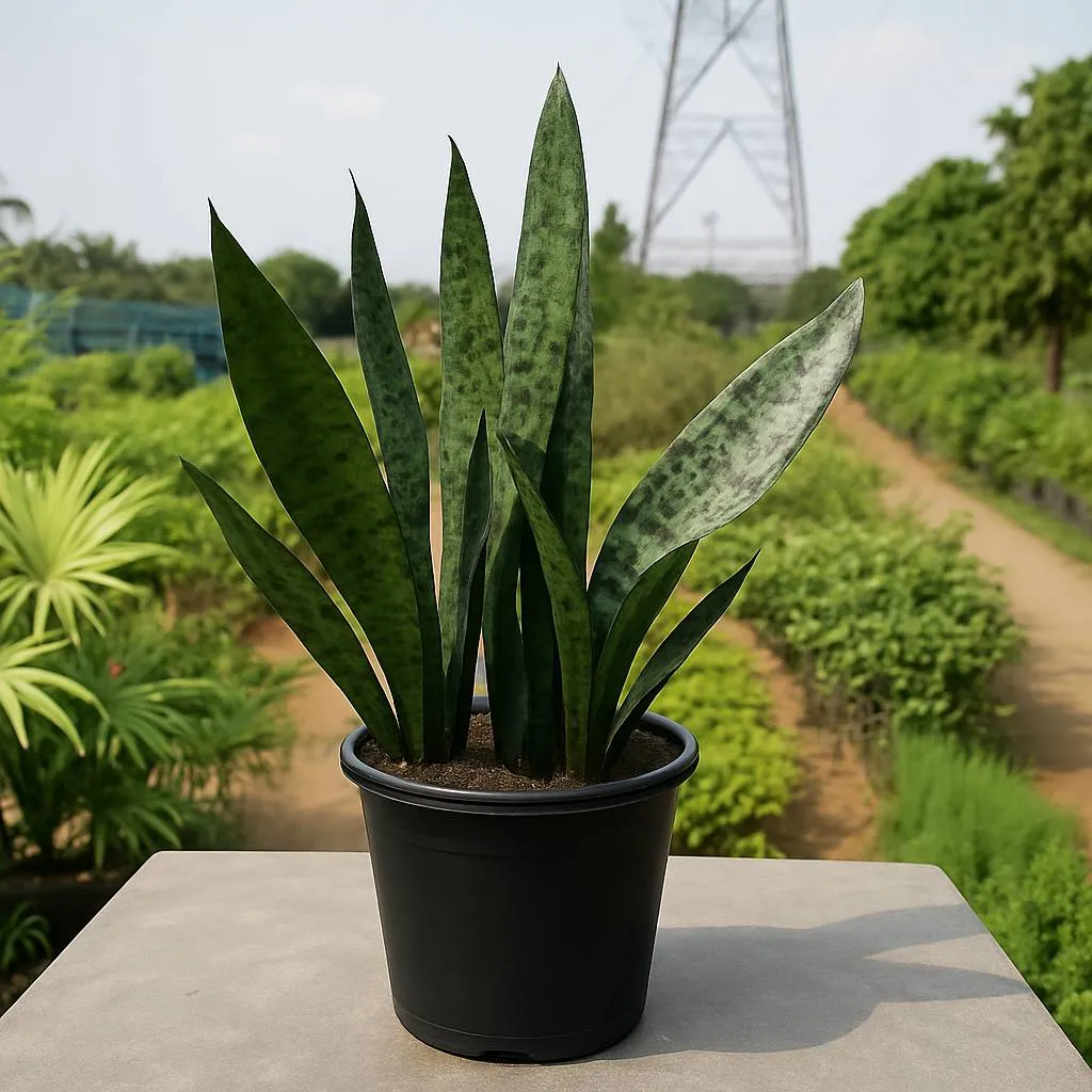 Sansevieria