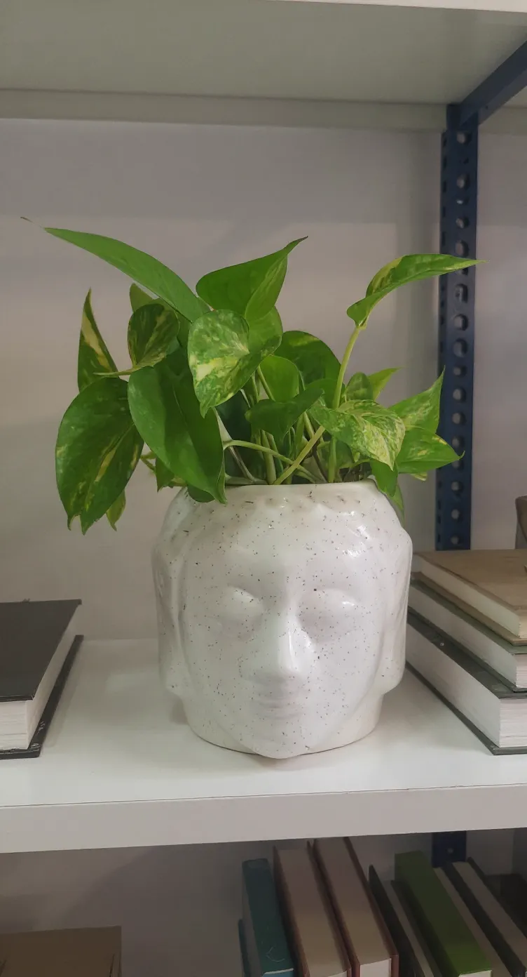 Money Plant~2