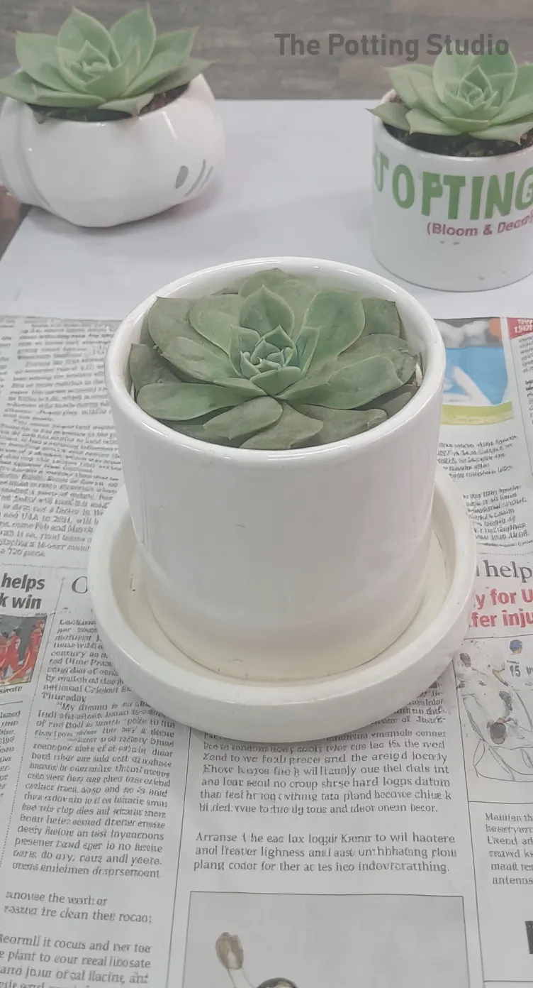 Laxmi Kamal in Ceramic Pot With Plate