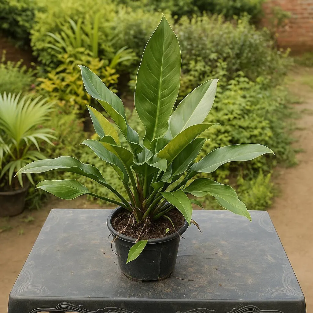 philodendron Green