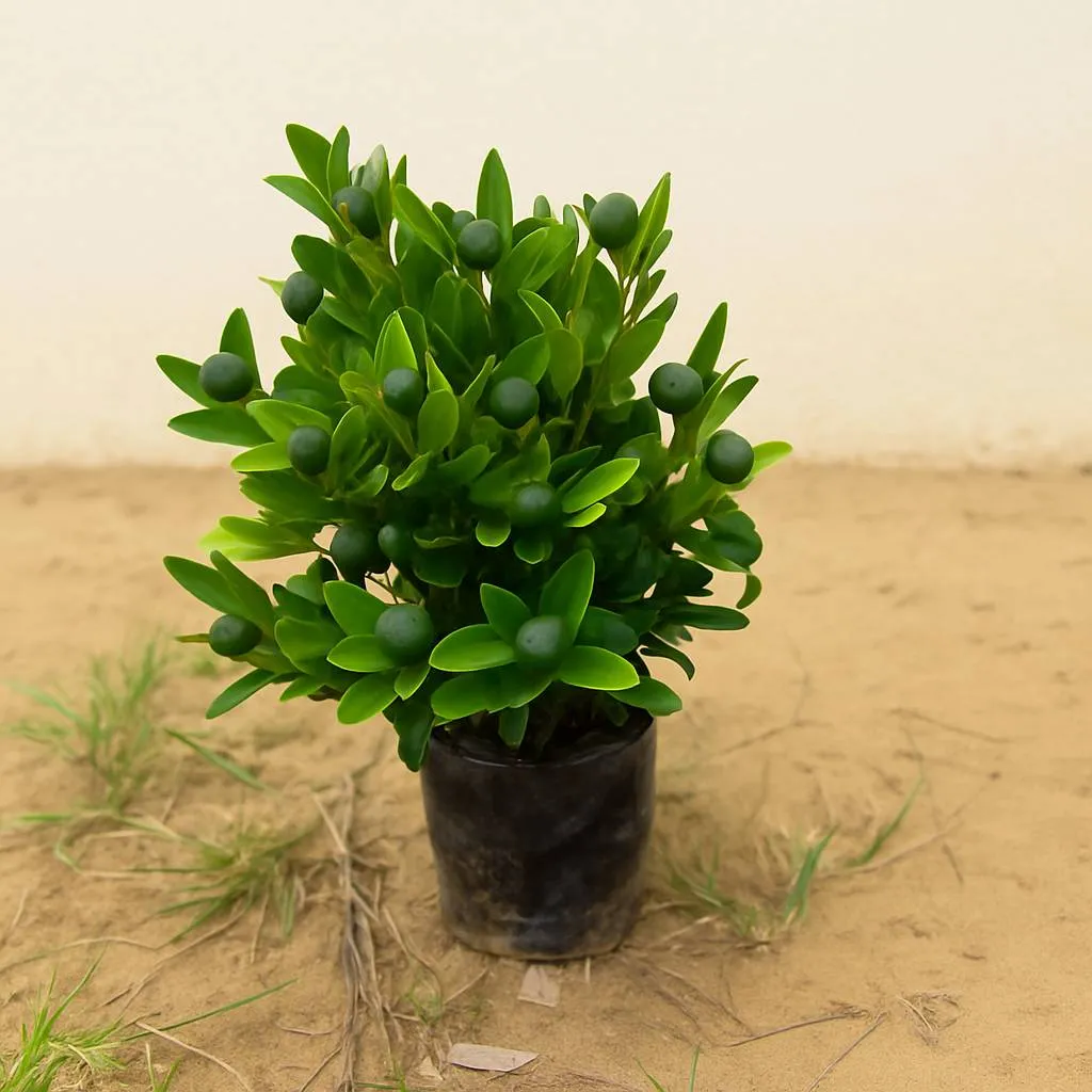 Citrus Microcarpa