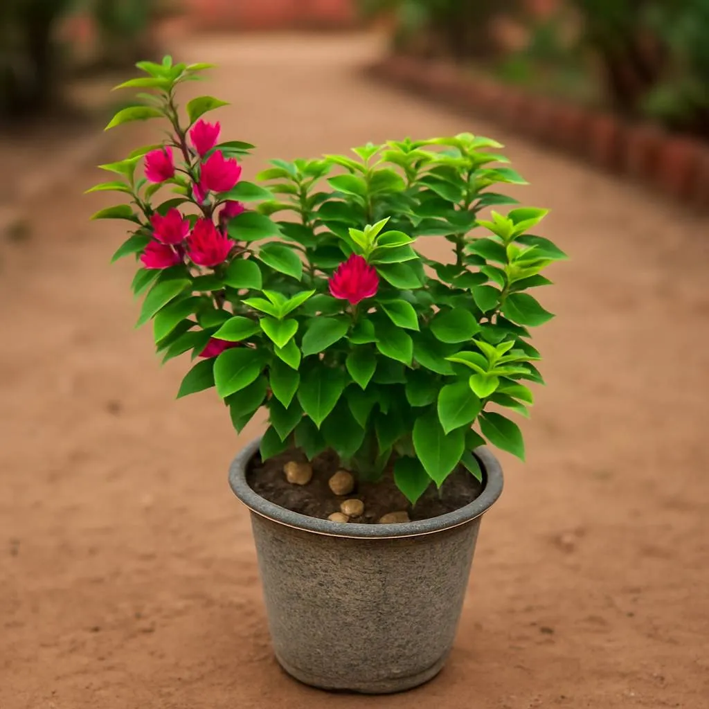 Torch Glory Bougainvillea