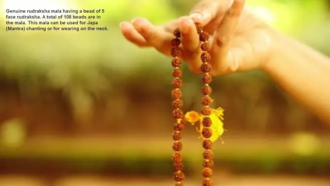 AstroBJ 5 Mukhi Rudraksha Mala "Siddh & Energised" A+++ Quality view 5