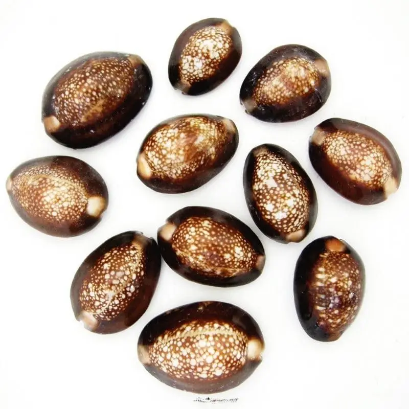 "Luxmi Kodi" Big Size Cowrie Shells Set Of 11 Pieces  view 2