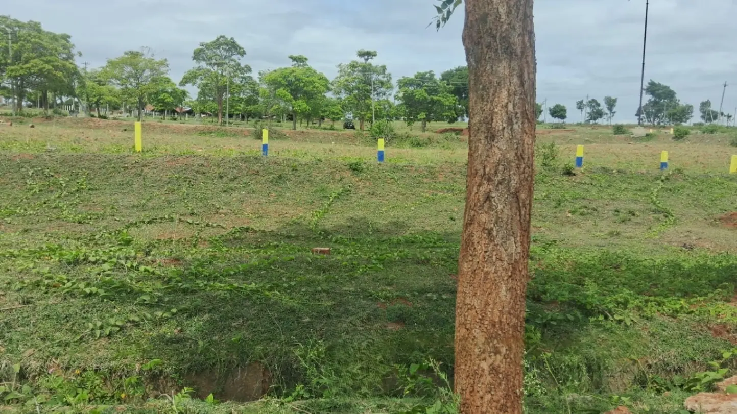 (2026OCN007) Anandasagara, Elvala view 2