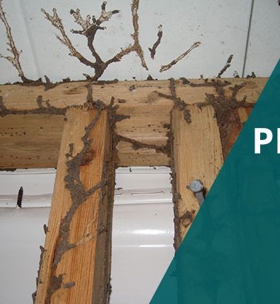 Termite Control Solution