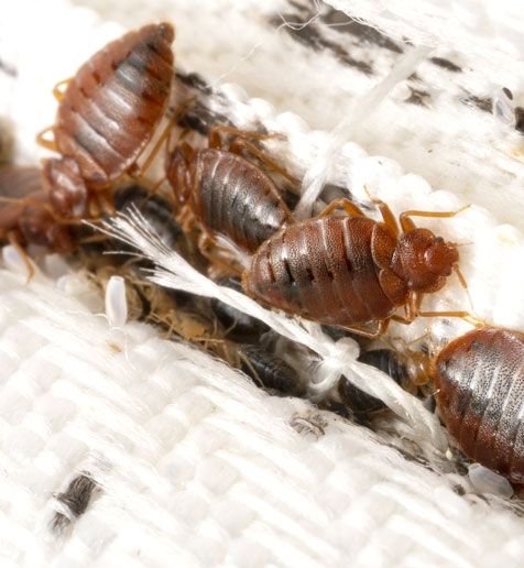 Bed Bug Extermination Service Pest Control