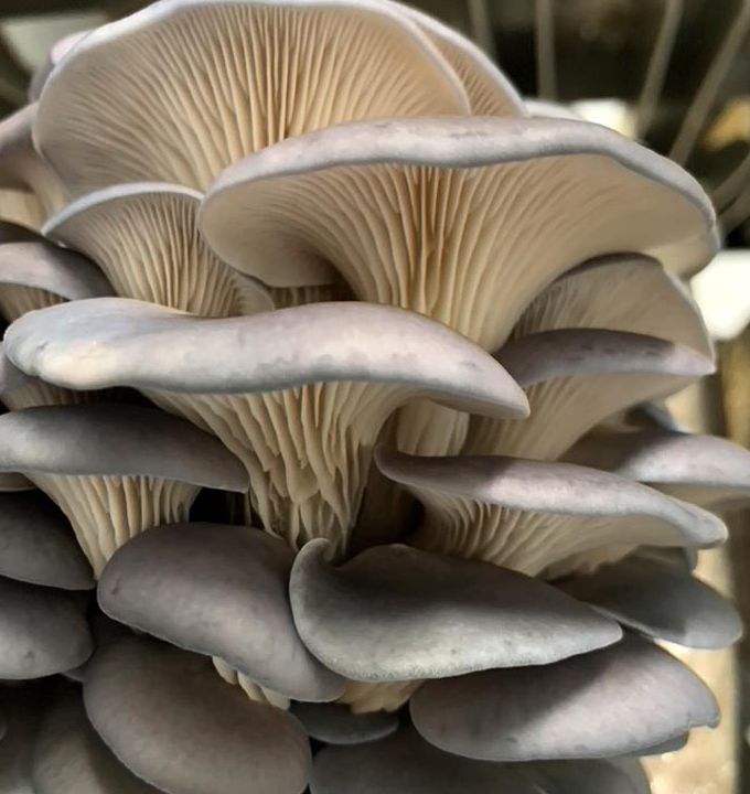 Fresh Oyster Mushrooms (200g)