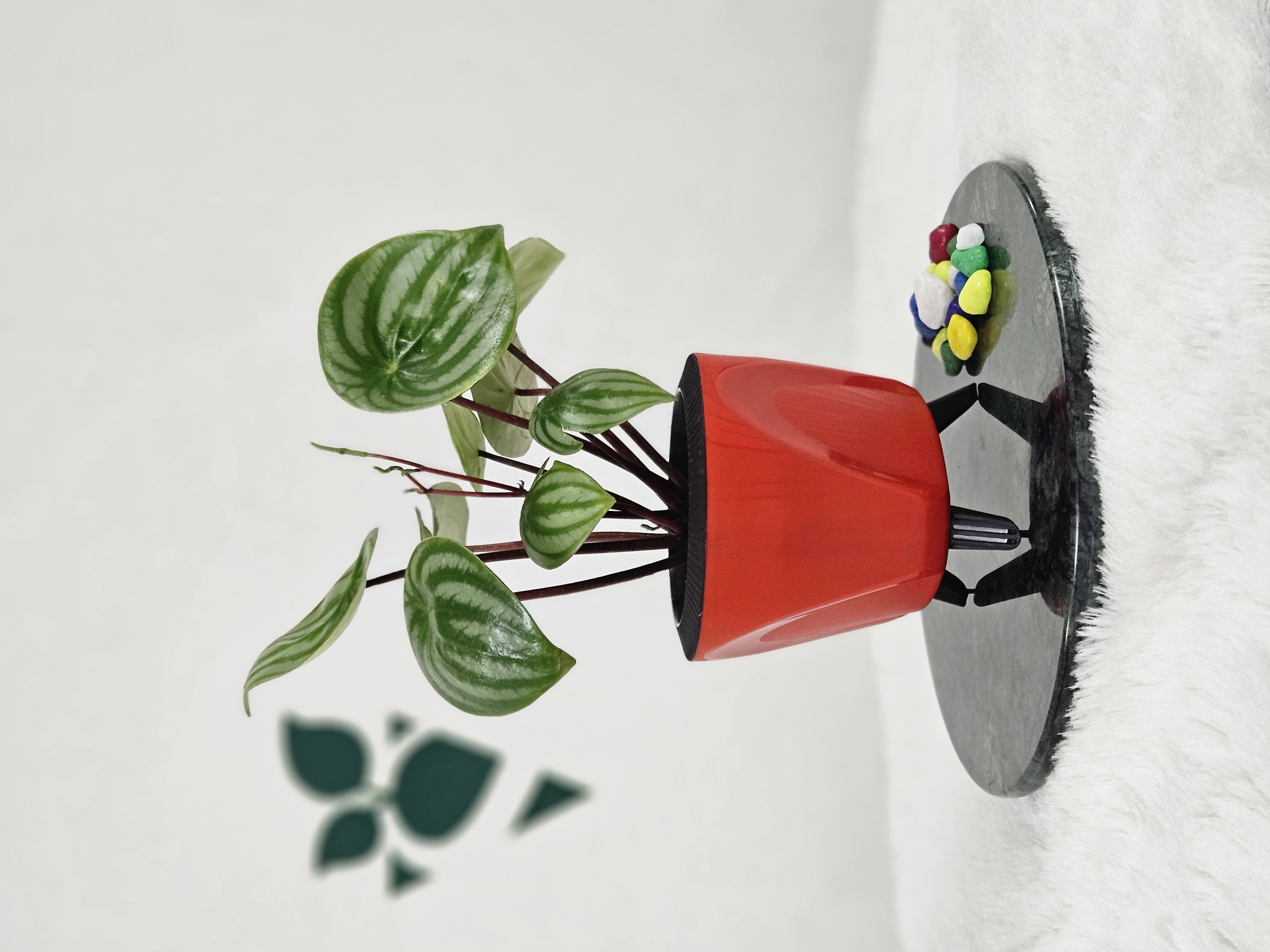 Watermelon Peperomia view 2