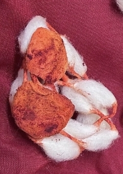 Cotton Vastra Maala with Kumkum view 2