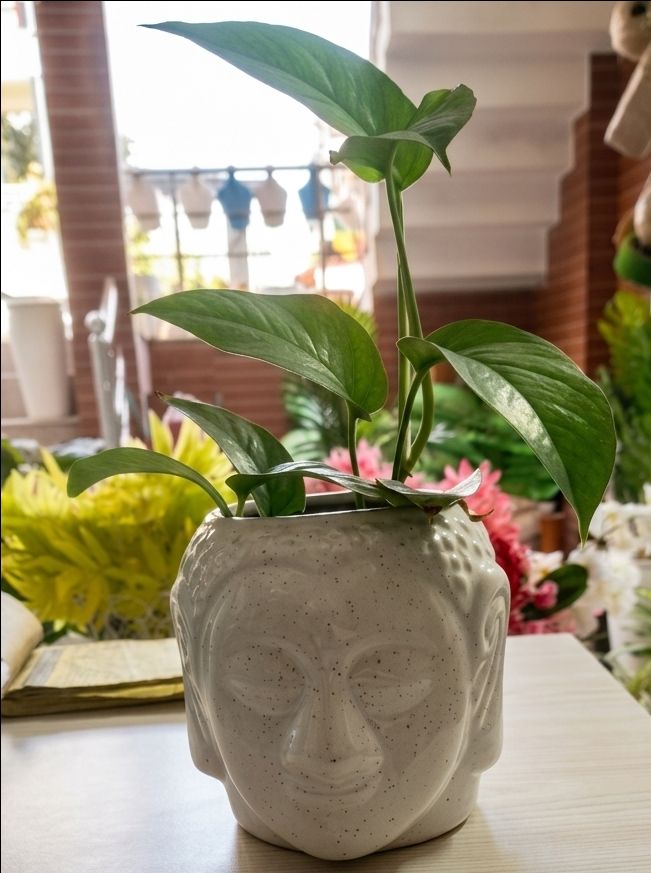 Ceramic Buddha Pot With Pothos 6" H * 4"W