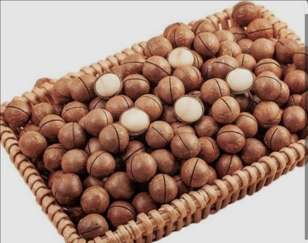 Macadamia Nuts With Cell view 2