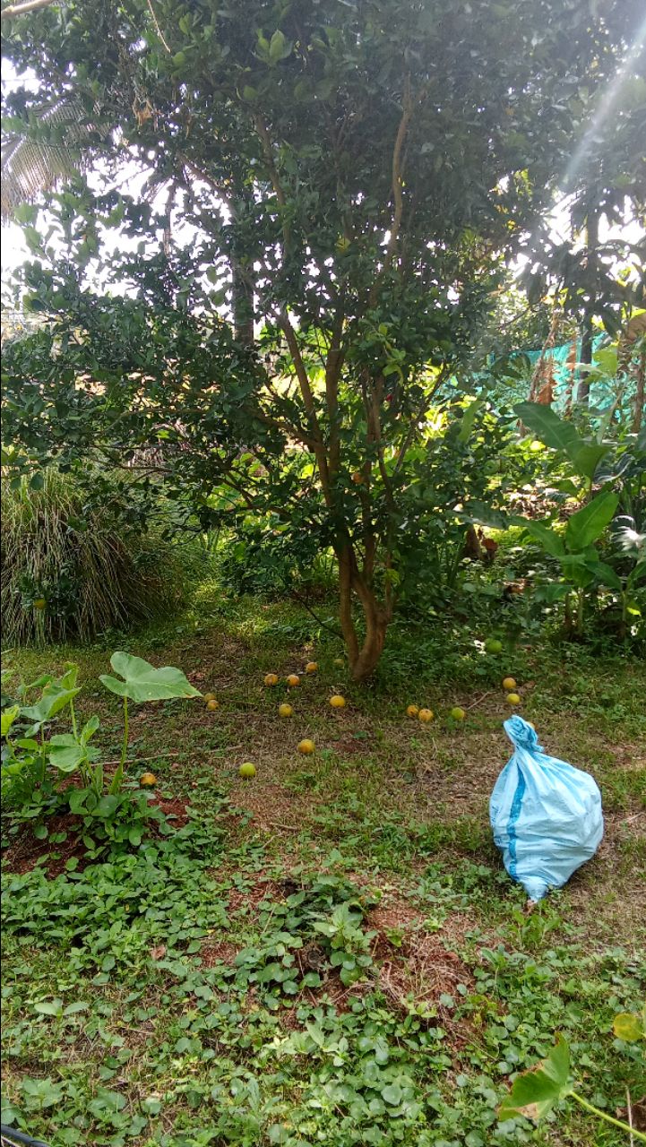 Fresh Organic Fruits